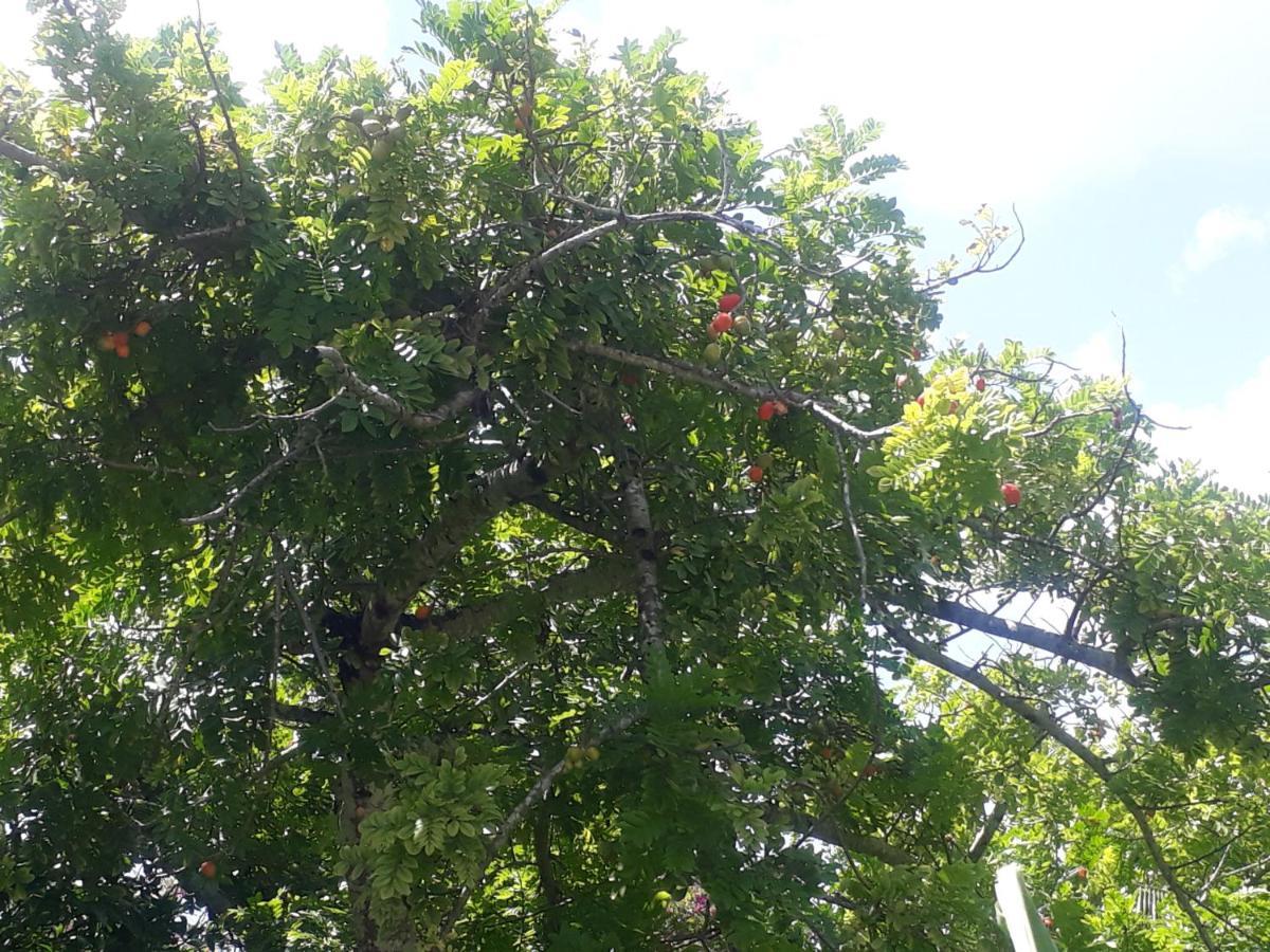 Refugio Das Bouganvillea Igarassu Bagian luar foto